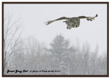 20130119 077 SERIES -  Great Gray Owl.jpg