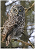 20130122 136 Great Gray Owl 1c1 r1.jpg
