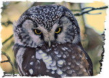 20130227 014, 356 SERIES -  Boreal Owl2 HP.jpg