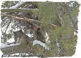 20130305 023 Great Horned Owl.jpg