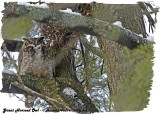 20130306 006 Great Horned Owl 1r2.jpg