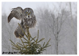 20130128 200 Great Gray Owl2.jpg