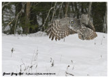 20130128 015 Great Gray Owl.jpg