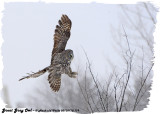 20130128 179 Great Gray Owl.jpg