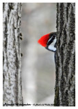 20130318 063 Pileated Woodpecker.jpg