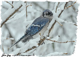 20130227 172 Blue Jay.jpg