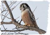 20130227 060 Northern Hawk Owl.jpg