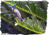 20130224 St Lucia 066 SERIES - Antillean Crested Hummingbird.jpg