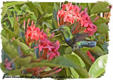 20130220 St Lucia 100, 098 Green-throated Carib.jpg
