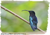 20130220 St Lucia 844 Purple-throated Carib.jpg