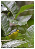 20130220 St Lucia 828 Saint Lucia Warbler.jpg