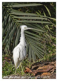 20130220 St Lucia 971 Little Blue Heron (juv).jpg