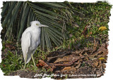 20130220 St Lucia 984 Little Blue Heron (juv).jpg