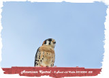 20130224 St Lucia 032 American Kestrel.jpg