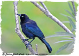 20130220 St Lucia 566 SERIES - Carib Grackle (m).jpg