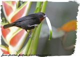 20130220 St Lucia 731 SERIES - Lesser Antillean Bullfinch (m).jpg
