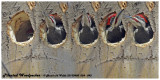 20130408 024 - 43 Pileated Woodpecker.jpg