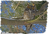 20130323 089 Great Horned Owl.jpg