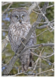 20130122 034 Great Gray Owl.jpg