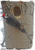 20130410 118 SERIES - Pileated Woodpecker.jpg