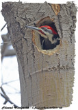 20130411 002 SERIES -  Pileated Woodpecker xxx.jpg