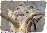20130417 492 SERIES - Great Horned Owls.jpg