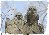 20130423-1 313 SERIES - Great Horned Owlets2.jpg