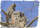 20130423-1 809 SERIES-  Great Horned Owls.jpg