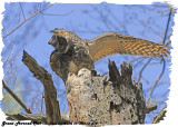 20130423-2 518 SERIES - Great Horned Owls.jpg