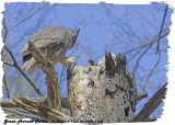 20130423-1 452 SERIES -  Great Horned Owls.jpg