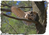 20130425 071 SERIES - Great Horned Owl.jpg