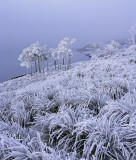 Jack Frost