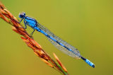 Blue Damsel