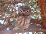 Saw-Whet Owl - Toronto.JPG