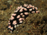 Nudibrnquio