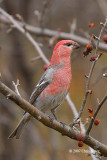 Pine Grosbeak (male)