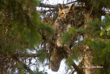 Great Horned Owl