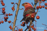 Pine Grosbeak (male)