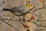 Pine Grosbeak (female)