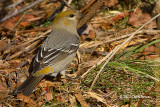 Pine Grosbeak (female)