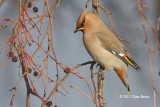 Bohemian Waxwing