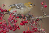 Pine Grosbeak (female)