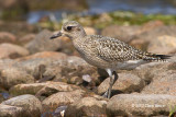 Black-bellied Plover