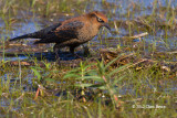 Rusty Blackbird