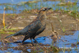 Rusty Blackbird