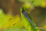 Slaty Skimmer male (<em>Libellula incesta</em>)