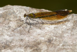 River Jewelwing female (<em>Calopteryx aequabilis</em>)