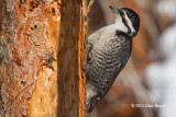 Black-backed Woodpecker (female)