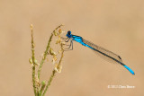 Azure Bluet (<em>Enallagma aspersum</em>)