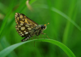 Bont Dikkopje - Chequered Skipper 